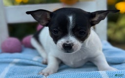 Chihuahua dogs for sale: Pepper - Image 9