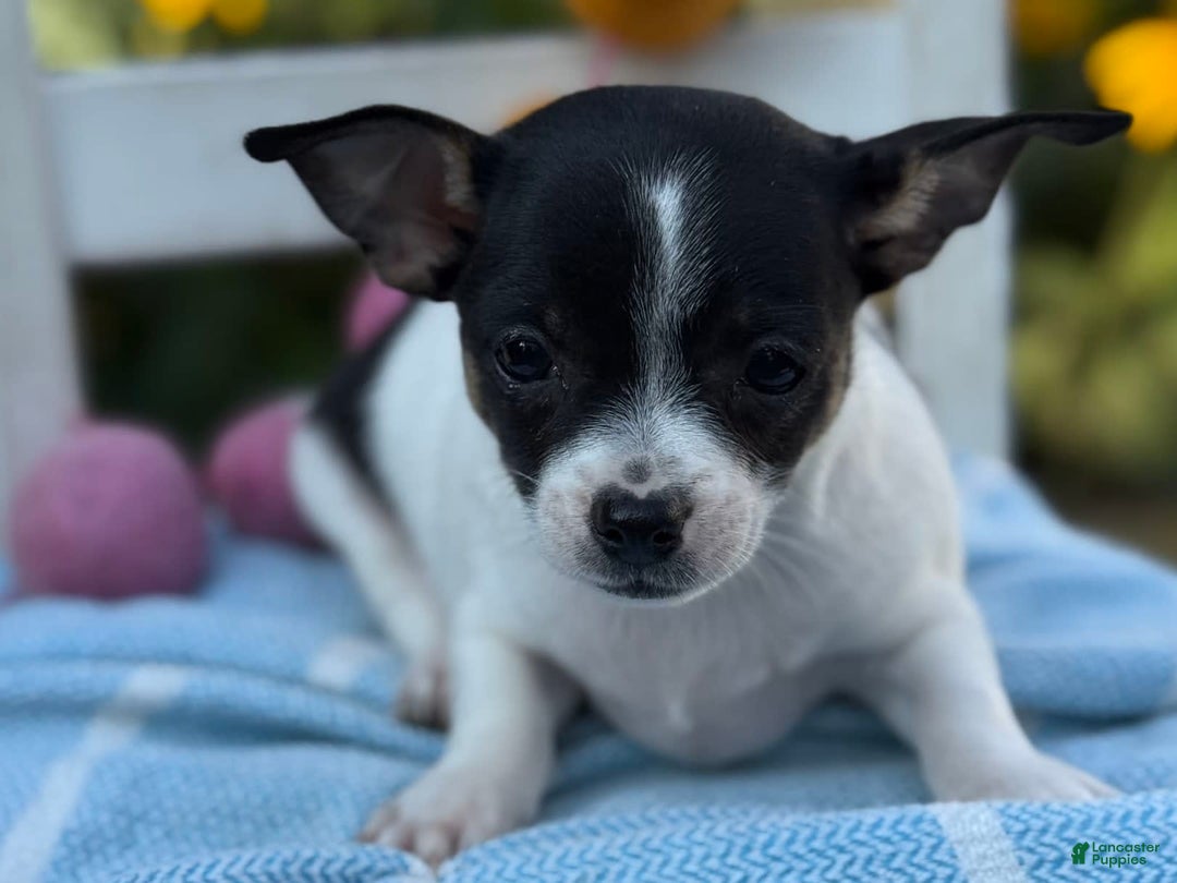 Chihuahua dogs for sale: Pepper - Image 9