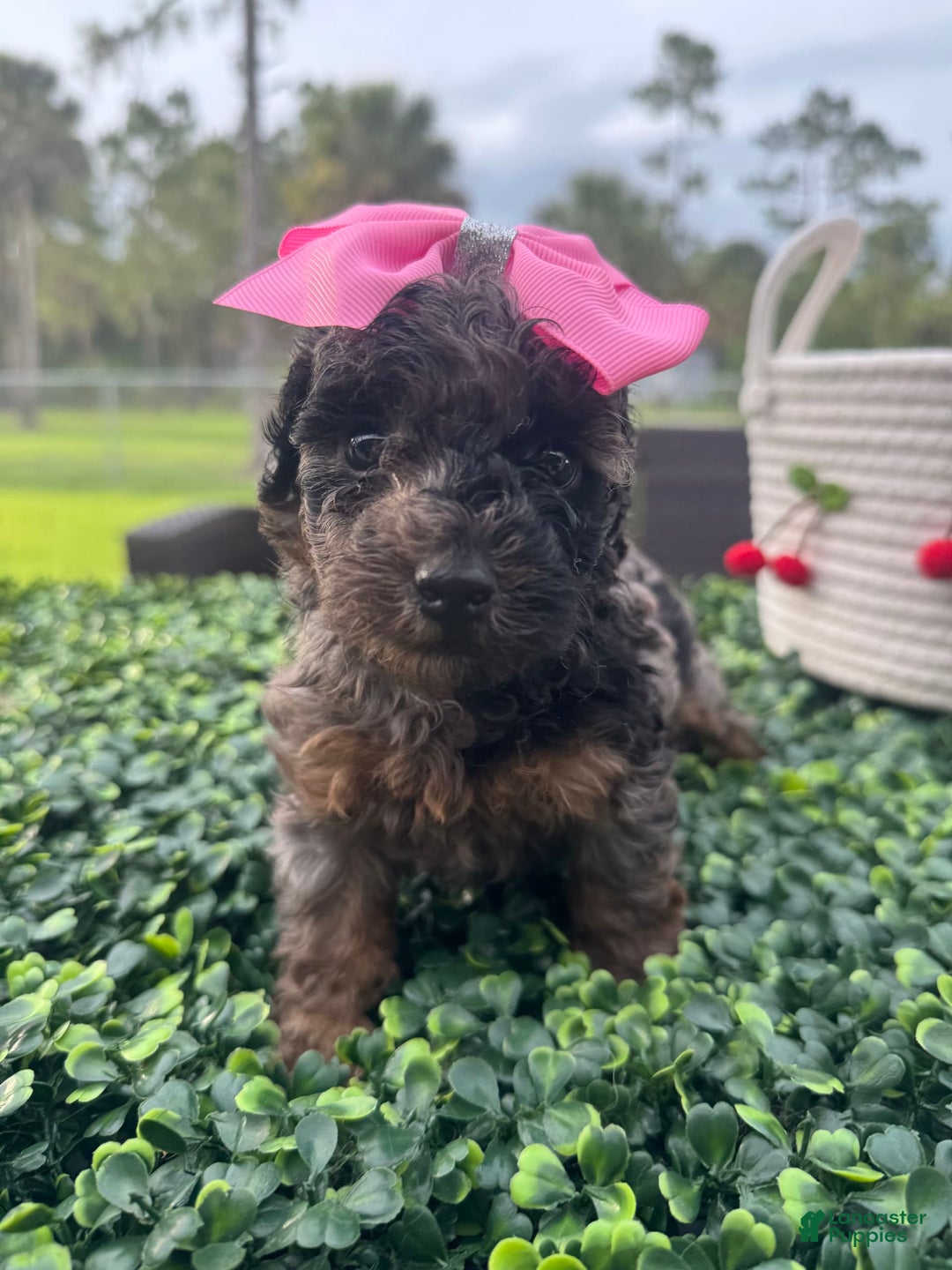 Maltipoo dogs for sale: Maria - Image 8