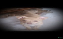 Chihuahua dogs for sale: Peanut - Image 1