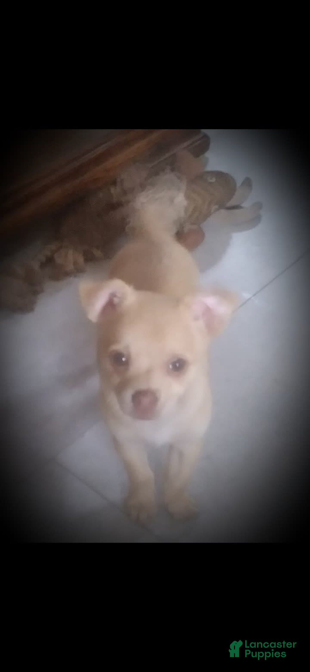 Chihuahua dogs for sale: Peanut - Image 1