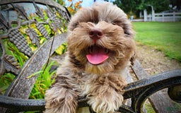 Havapoo dogs for sale: Darling - Image 17