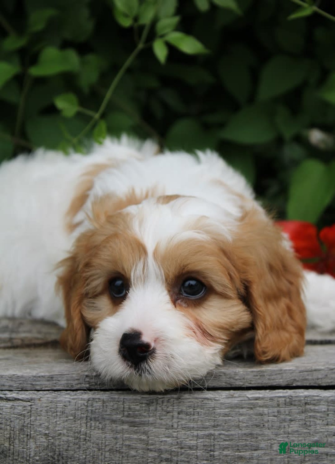 Cavapoo dogs for sale: Monty - Image 4