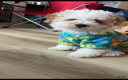 Miniature Poodle dogs for sale: Sonic - Image 1