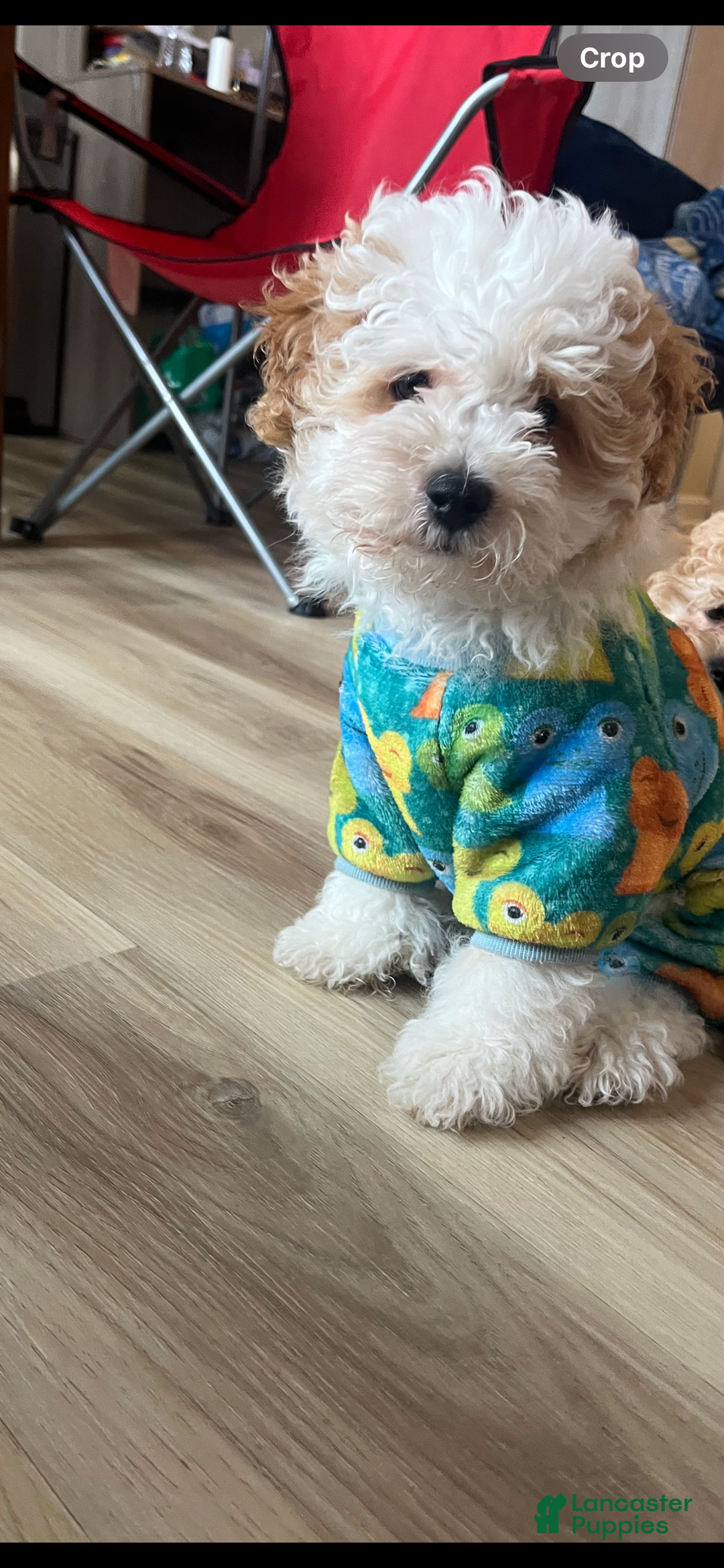 Miniature Poodle dogs for sale: Sonic - Image 1