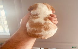 Cavalier King Charles Spaniel dogs for sale: Blenheim Boy - Image 12