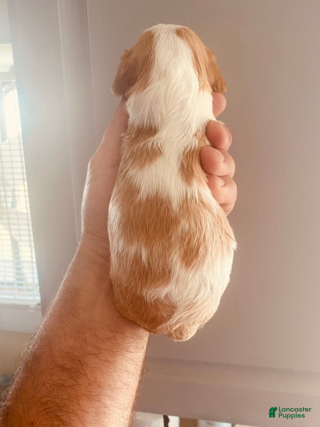 Cavalier King Charles Spaniel dogs for sale: Blenheim Boy - Image 12