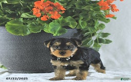 Yorkshire Terrier dogs for sale: King - Image 3