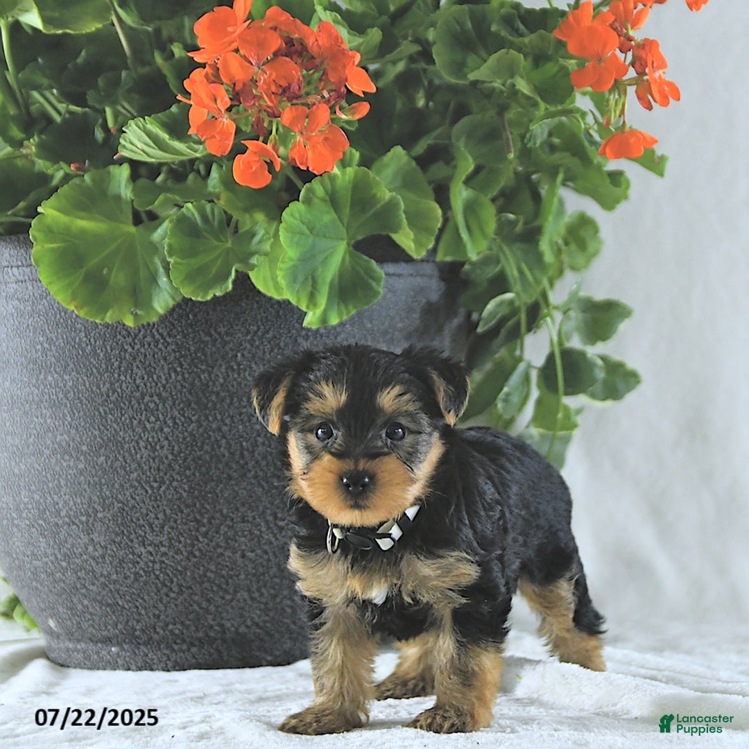 Yorkshire Terrier dogs for sale: King - Image 3