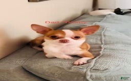 Chihuahua dogs for sale: Ginger - Blue Eyed Dual Pedigreed - Image 10