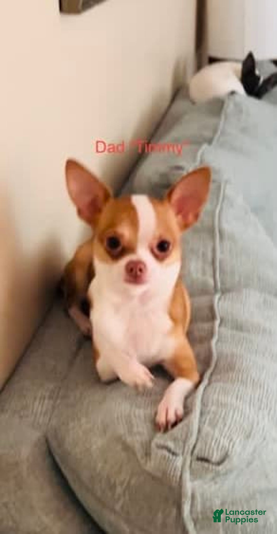 Chihuahua dogs for sale: Ginger - Blue Eyed Dual Pedigreed - Image 10