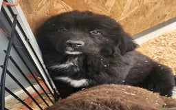 Newfoundland dogs for sale: Big Black Girl - Image 3