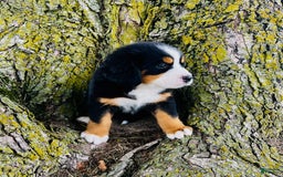 Bernese Mountain Dog dogs for sale: Lucy - Image 7