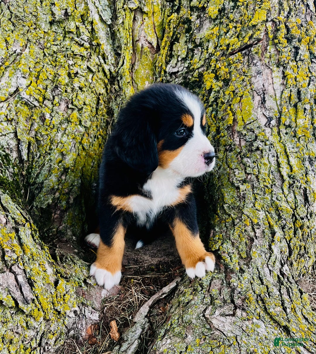 Bernese Mountain Dog dogs for sale: Lucy - Image 7