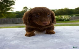 Miniature Dachshund dogs for sale: Spencer - Image 10