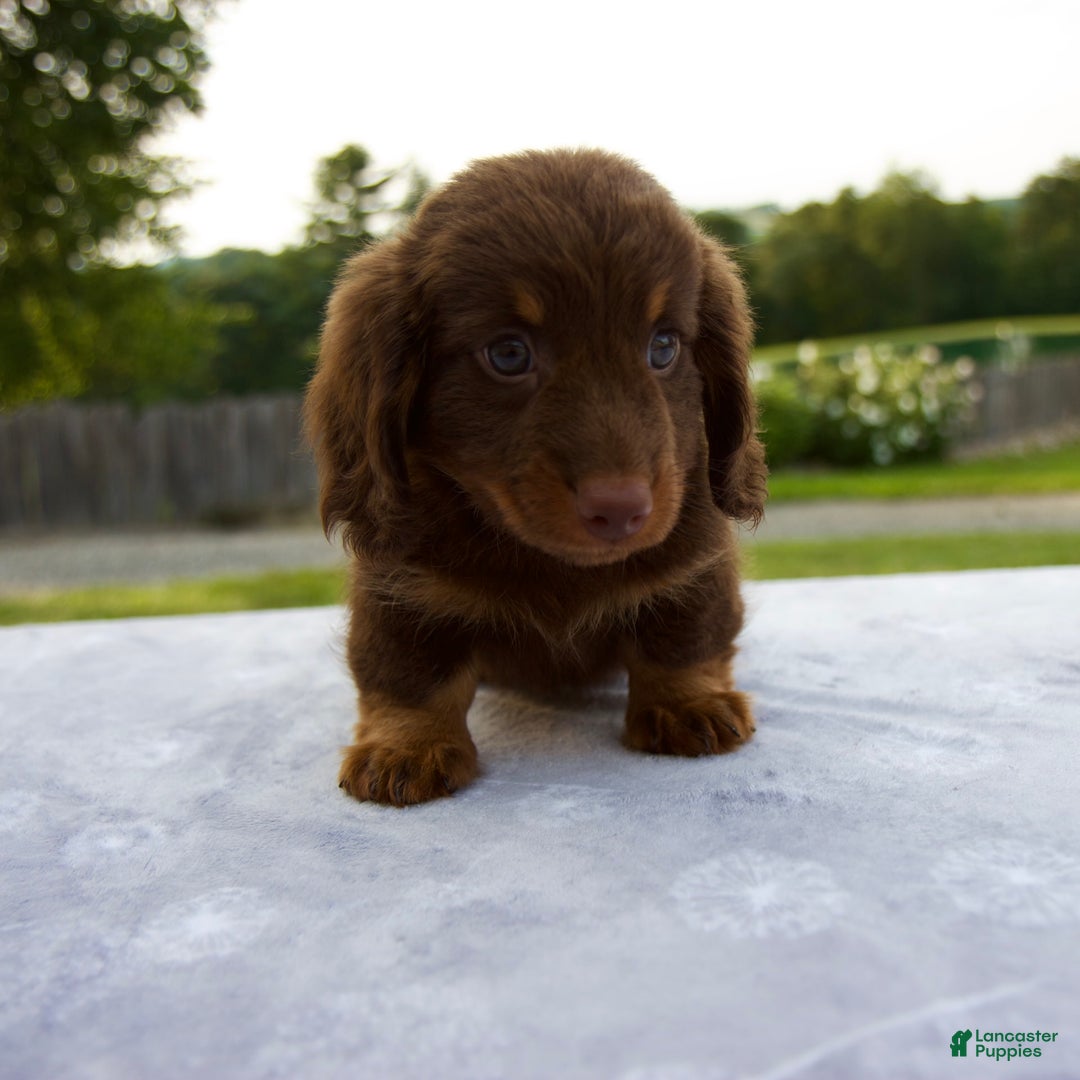 Miniature Dachshund dogs for sale: Spencer - Image 10