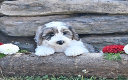 Aussiedoodle dogs for sale: Misty - Image 4