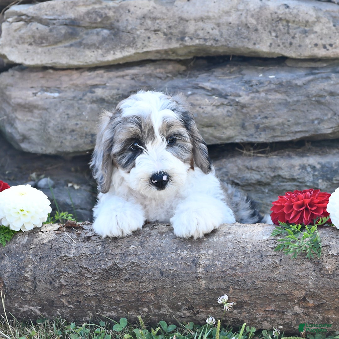 Aussiedoodle dogs for sale: Misty - Image 4
