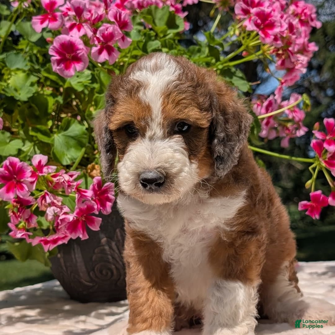 Mini Bernedoodle dogs for sale: Shiloh - Image 2