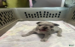 French Bulldog dogs for sale: Cookie - Image 9