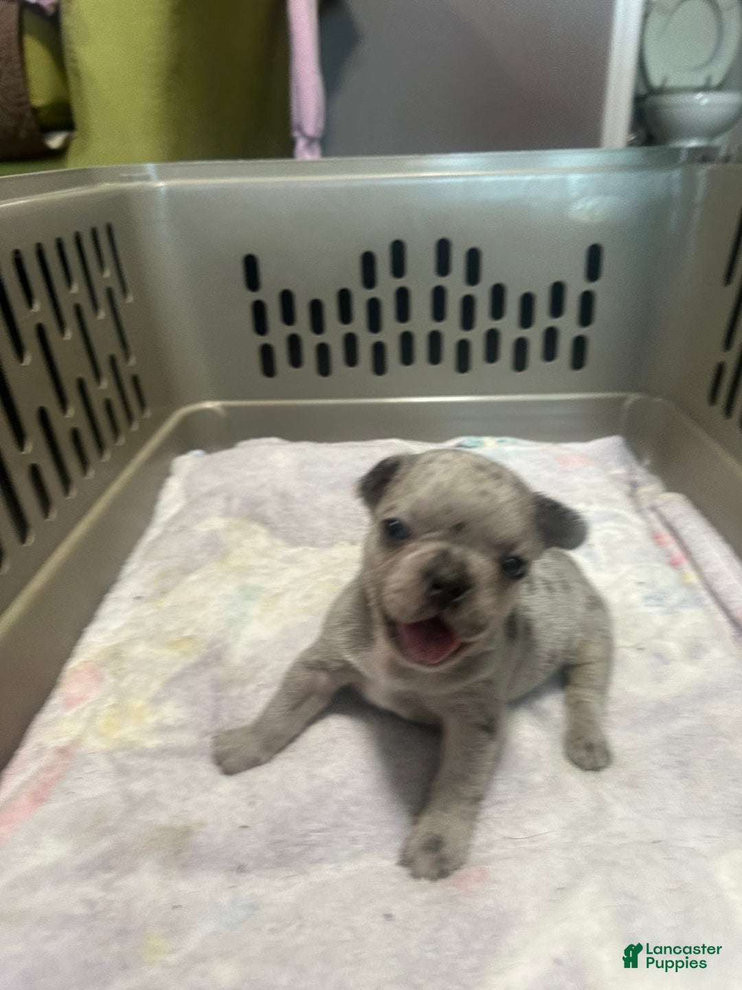 French Bulldog dogs for sale: Cookie - Image 9