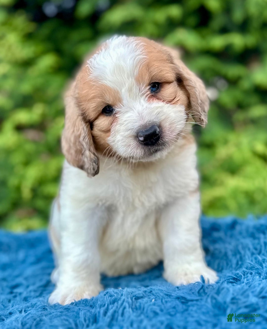 Saint Berdoodles dogs for sale: Biscuit - Image 4