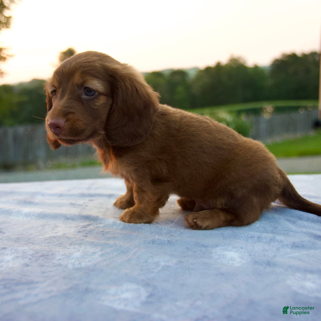 Miniature Dachshund dogs for sale: Otis - Image 5