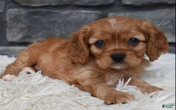 Cavalier King Charles Spaniel dogs for sale: Benny - Image 4