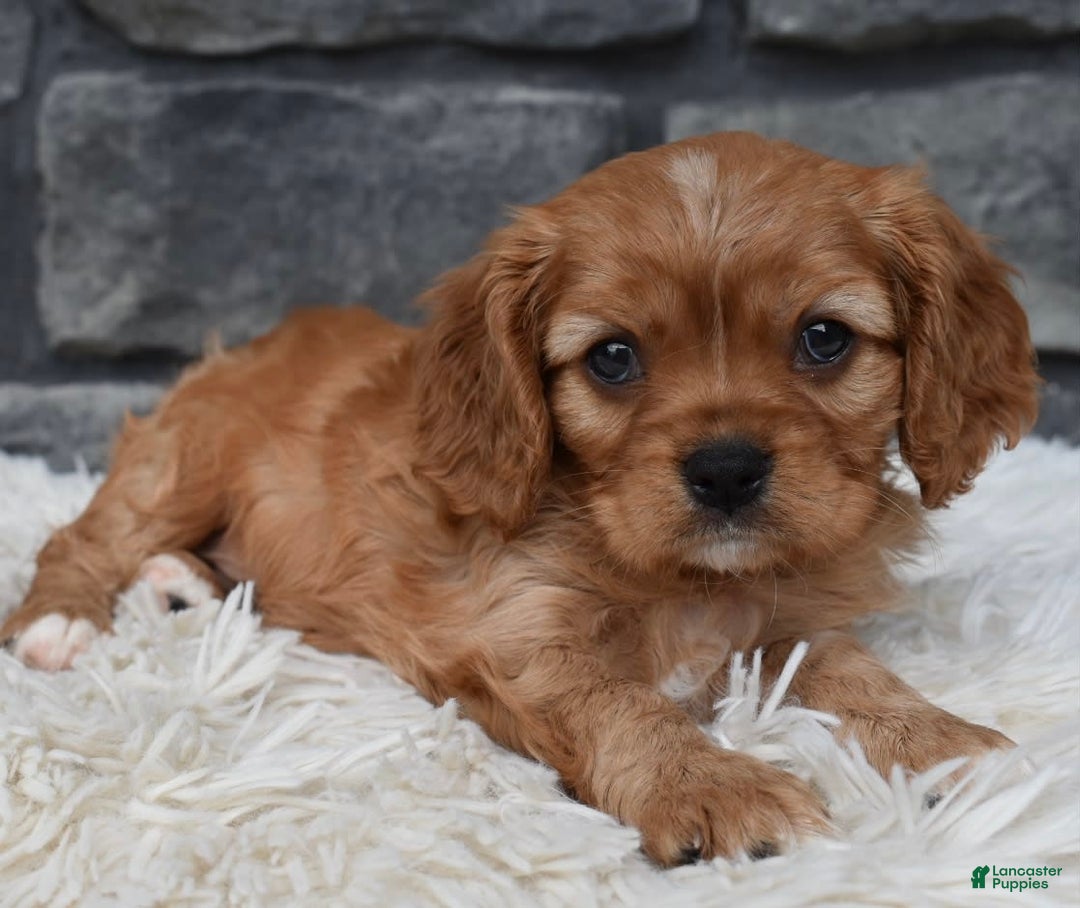 Cavalier King Charles Spaniel dogs for sale: Benny - Image 4