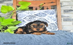 Yorkshire Terrier dogs for sale: Penny - Image 3