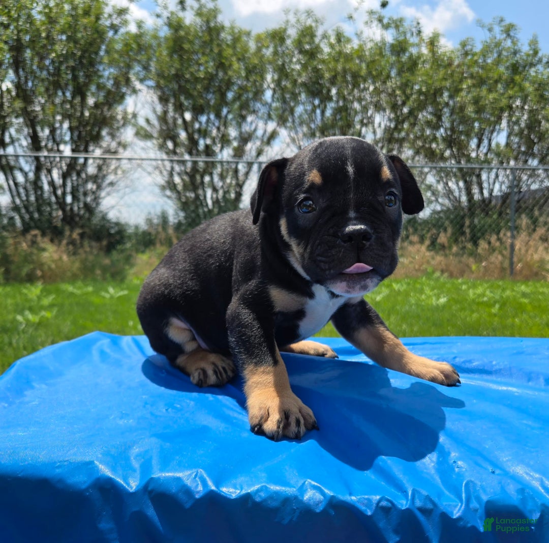 Olde English Bulldogge dogs for sale: George - Image 14