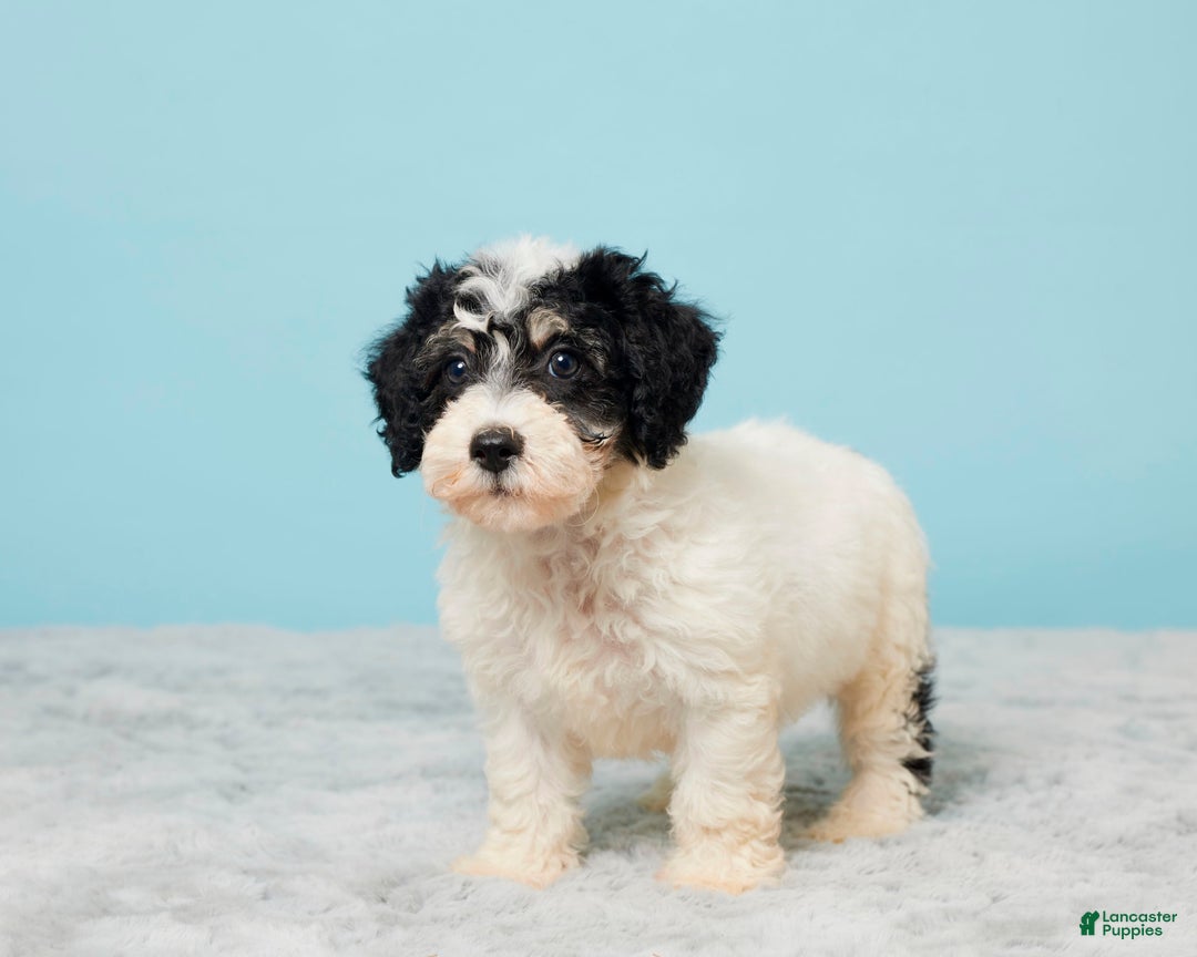 Miniature Poodle dogs for sale: Russ - Image 2