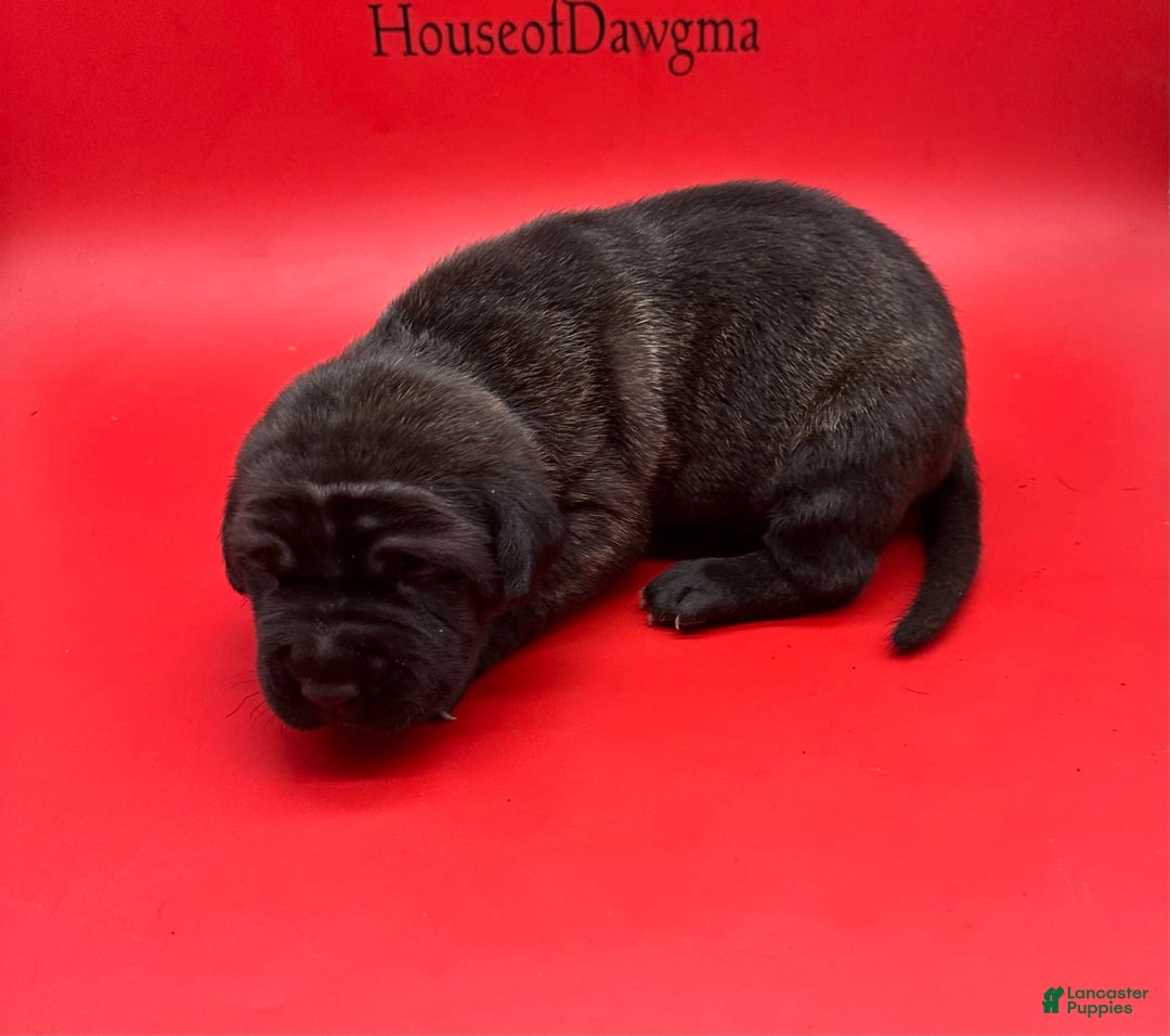 Cane Corso dogs for sale: Iccf Ozzy - Image 5
