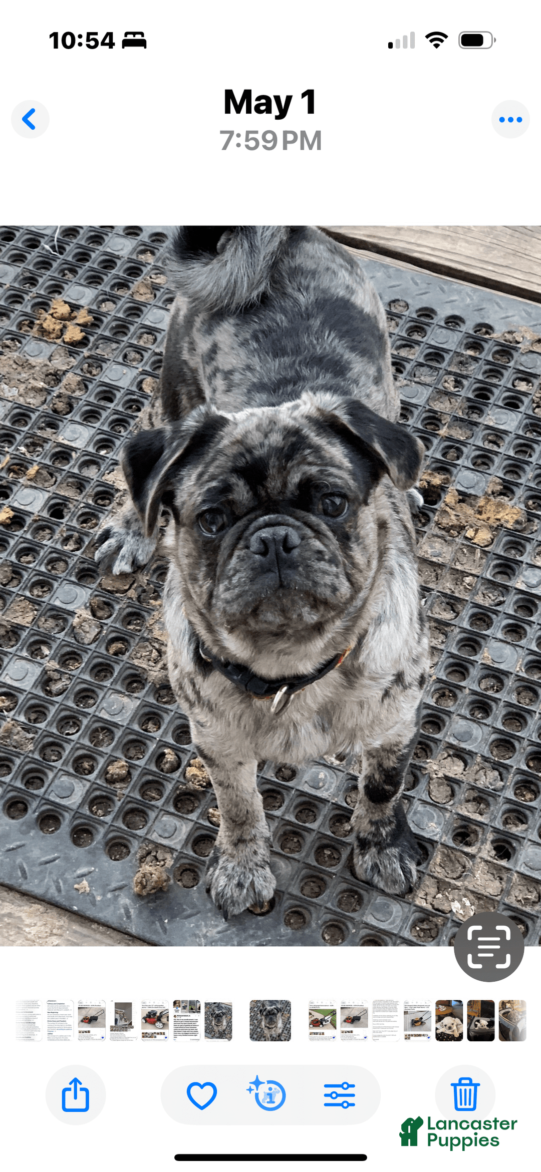 Pug dogs for sale: Lady - Image 5
