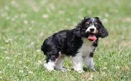 Cocker Spaniel dogs for sale: Kris - Image 2