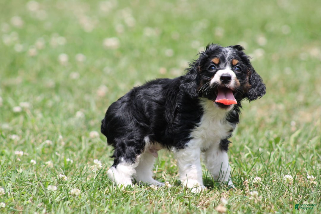 Cocker Spaniel dogs for sale: Kris - Image 2