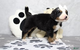 Bernese Mountain Dog dogs for sale: Pebbles - Image 14