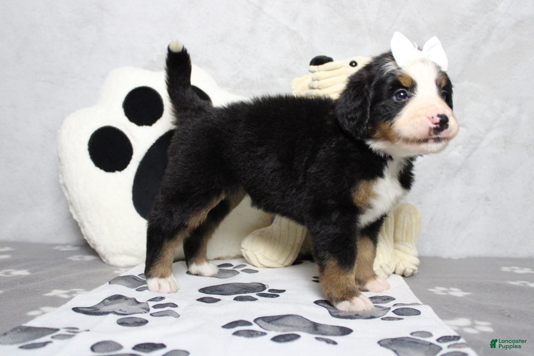 Bernese Mountain Dog dogs for sale: Pebbles - Image 14