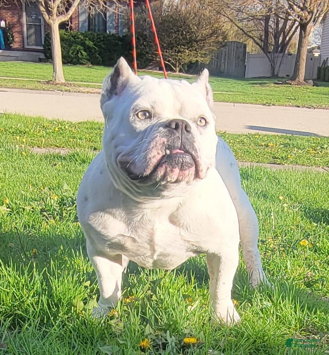 American Bully dogs for sale: Nutella - Image 9