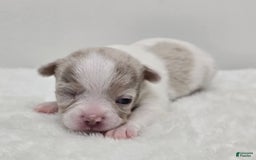 Chihuahua dogs for sale: Merlin - Image 4
