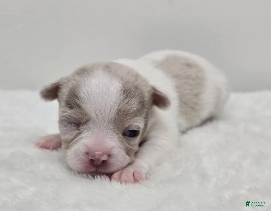 Chihuahua dogs for sale: Merlin - Image 4