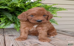 Mini Goldendoodle dogs for sale: Mini-wendy - Image 9