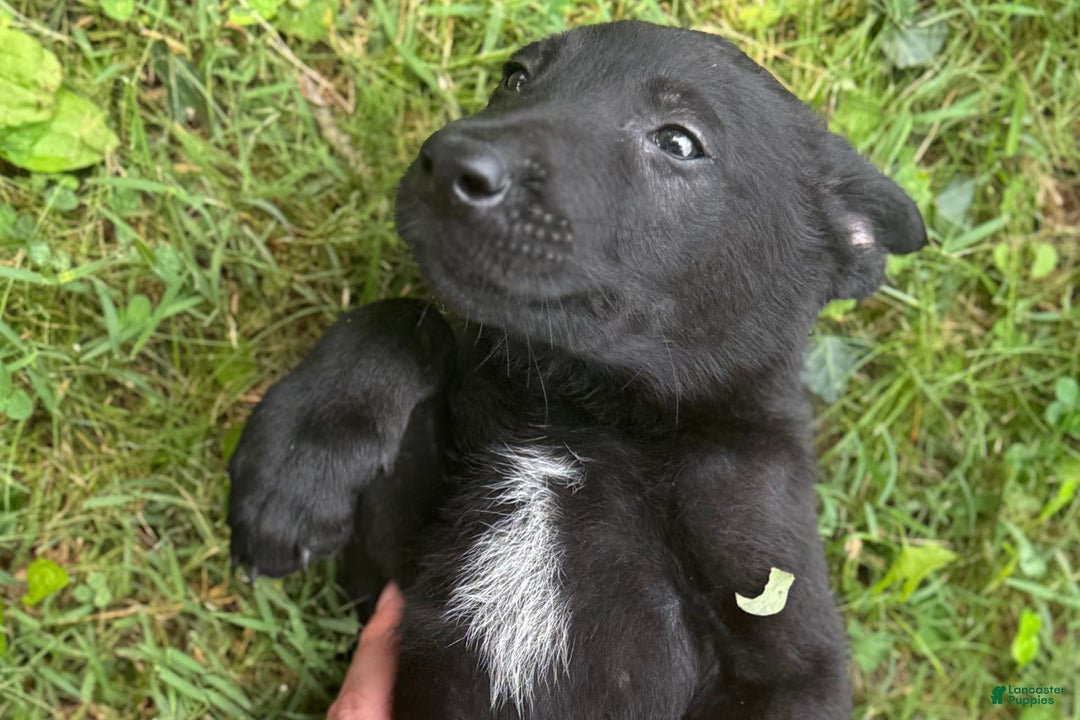 Belgian Malinois dogs for sale: Akc Certified Male 7 - Image 13