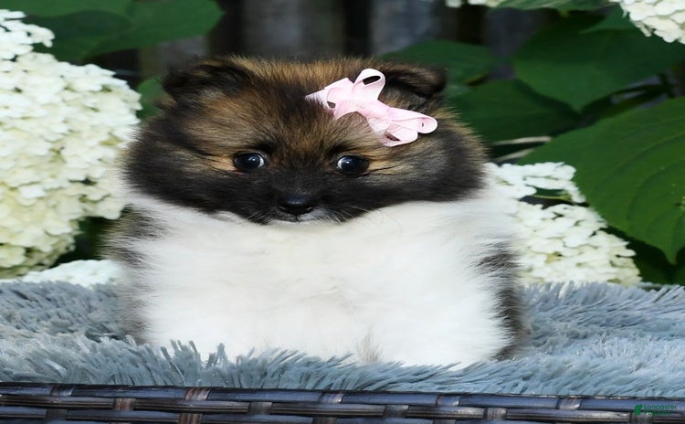 Pomeranian dogs - Advert 2