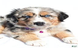 Miniature Australian Shepherd dogs for sale: Indie - Image 2