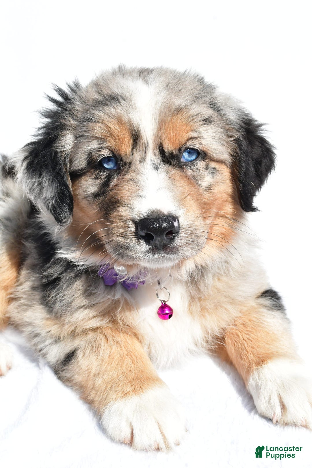 Miniature Australian Shepherd dogs for sale: Indie - Image 2