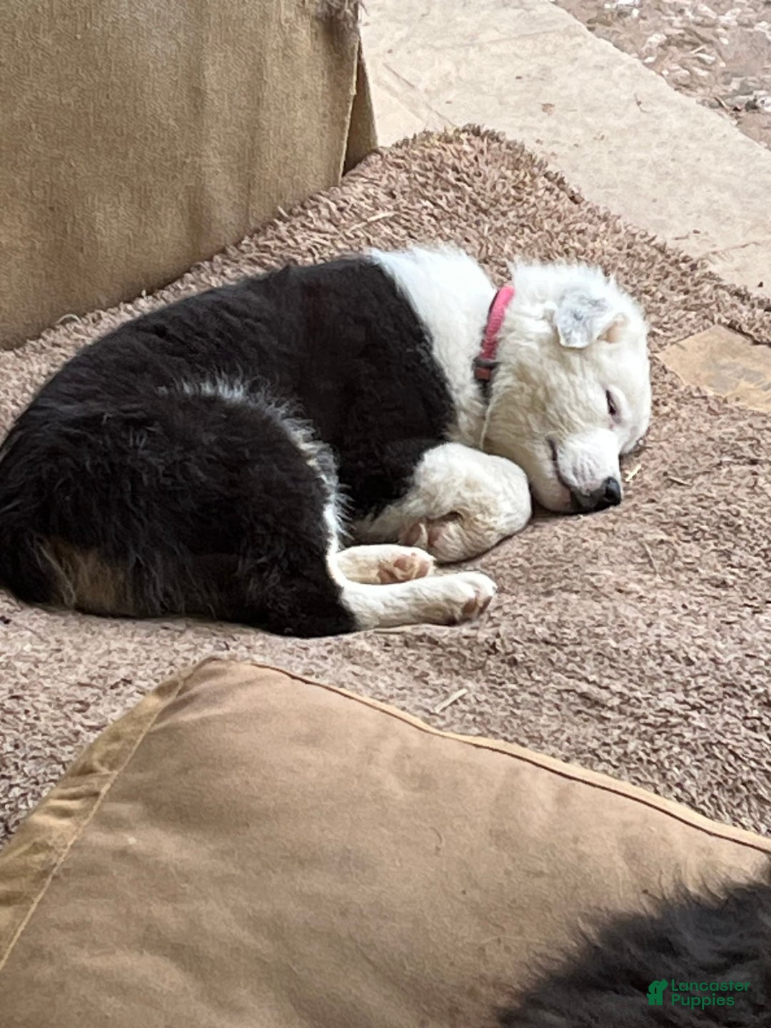Australian Shepherd dogs for sale: Sugar - Image 10