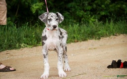 Great Dane dogs for sale: Jamaica - Image 20