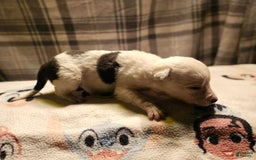 Border Collie dogs for sale: Dreami - Image 28