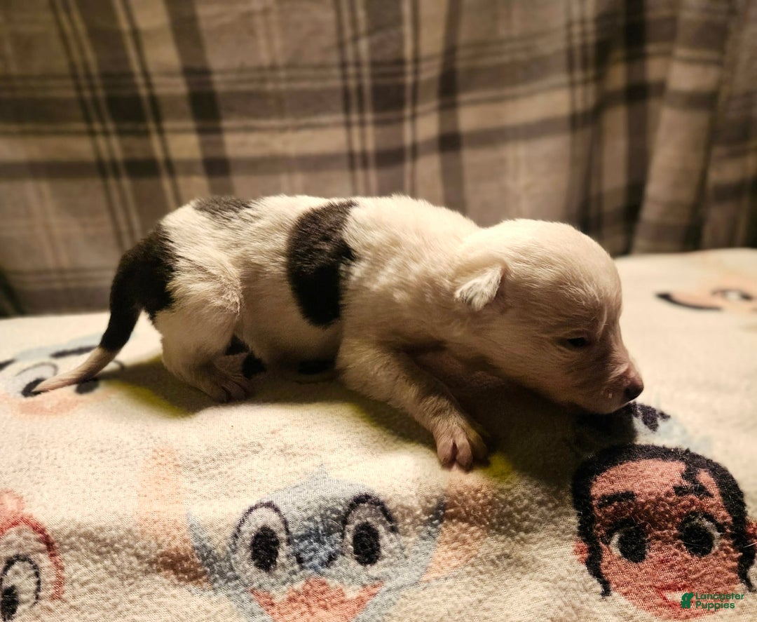 Border Collie dogs for sale: Dreami - Image 28